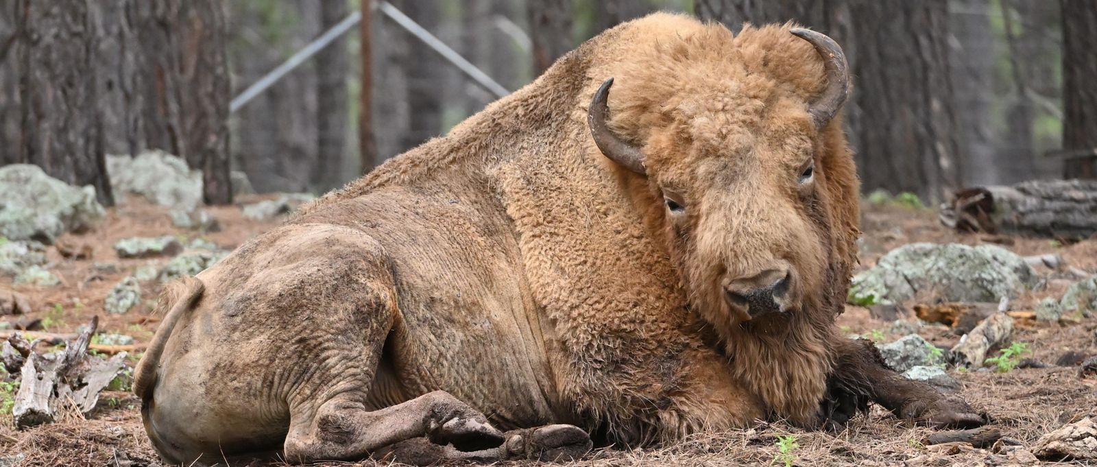 Bison
